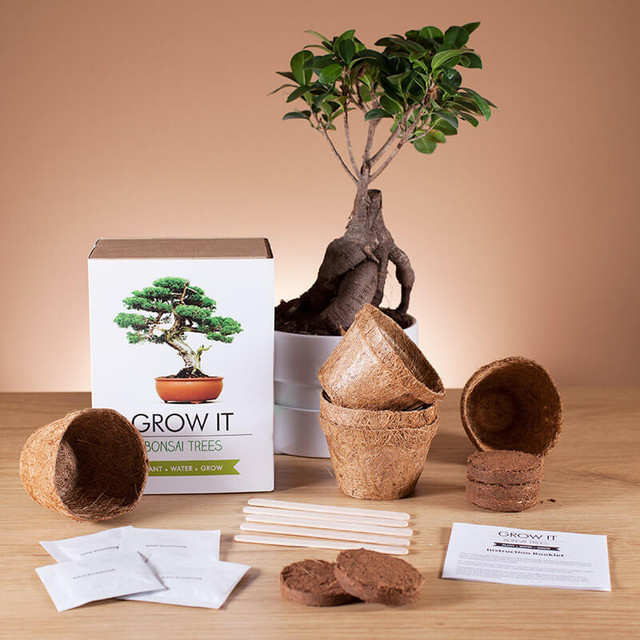 bonsai-trees-blog.jpg