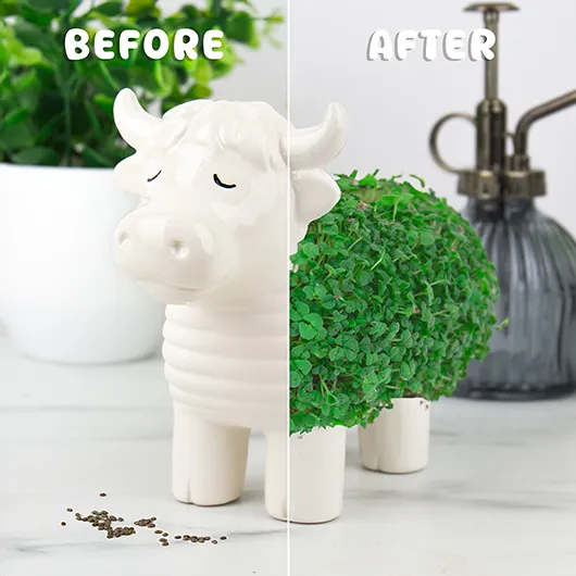 Highland Cow Chia Planter