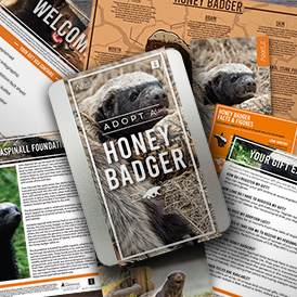 Adopt a Honey Badger