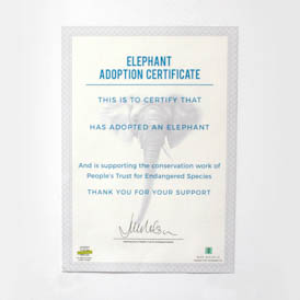 Adopt an Elephant