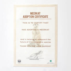 Adopt a Meerkat