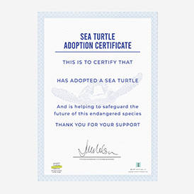 Adopt a Sea Turtle
