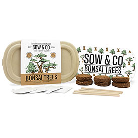 Sow & Co. Bonsai Tree