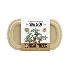 Sow & Co. Bonsai Tree