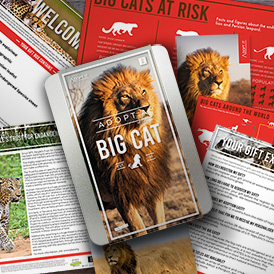 Adopt a Big Cat