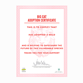 Adopt a Big Cat