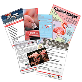 Adopt a Flamingo