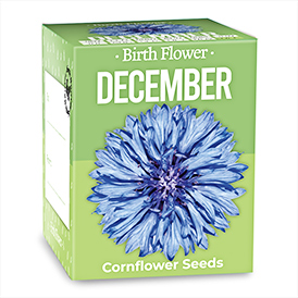 Birth Flowers - December
