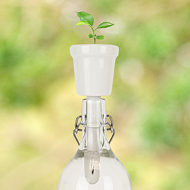 Chilli Grow Bottles