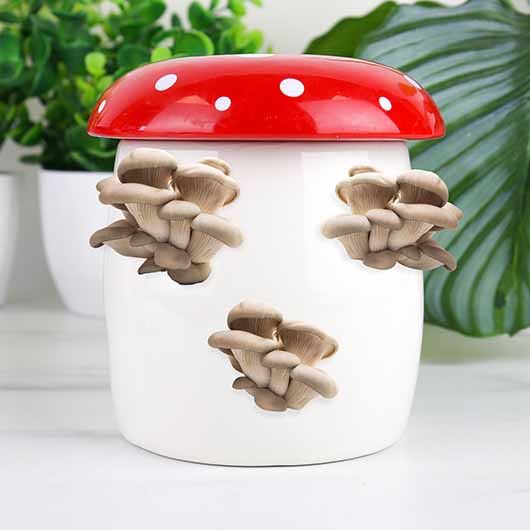 Mushroom Grow Kit Rollover 3