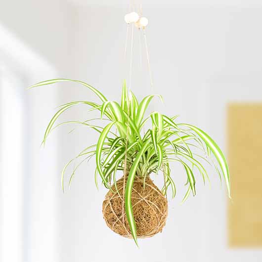 The art of Kokedama - DIY Kit Rollover 1