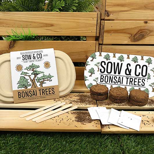 Sow & Co. Bonsai Tree