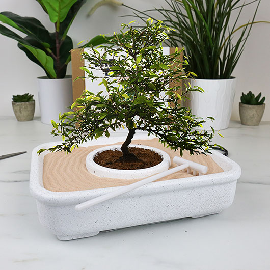 The Art of Bonsai Grow Kit - from Gift Republic