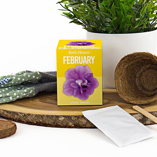 Birth Flowers - February