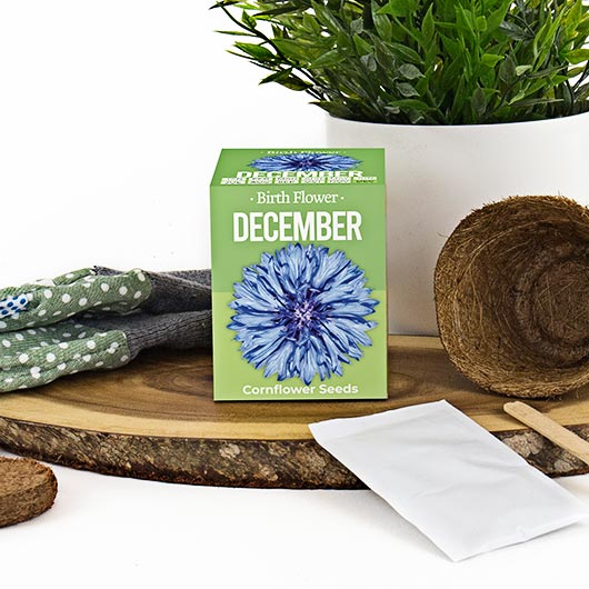 Birth Flowers - December