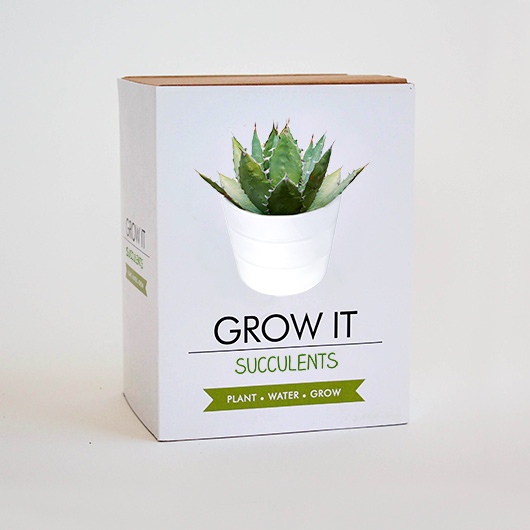 grow it succulent