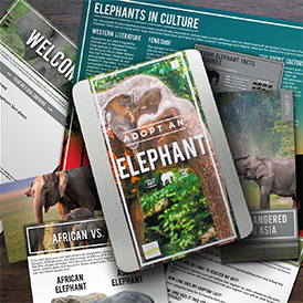 Help protect elephants
