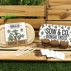 Sow & Co. Bonsai Tree