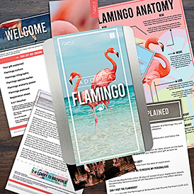 Adopt a Flamingo