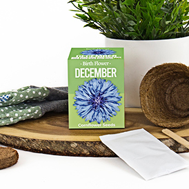 Birth Flowers - December