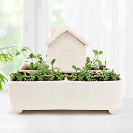 Self Watering Plant House