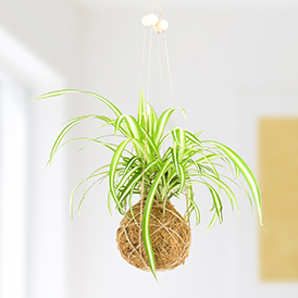 The Art of Kokedama - DIY Kit